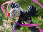 Preview: Gabimaru - F:Nex - Furyu / Mappa