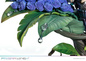 Preview: Gwendolyn - Prisma Wing - Prime 1 Studio