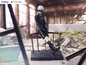 Preview: NieR:Automata Tenitol PVC Statue 9S Ver1.1a - Furyu